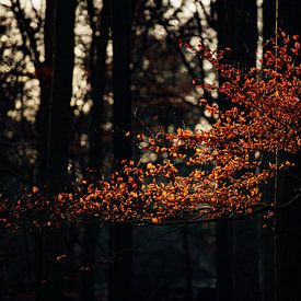 Herbstlicht von Maarten Mooijman