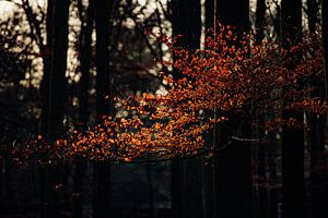 Herbstlicht von Maarten Mooijman