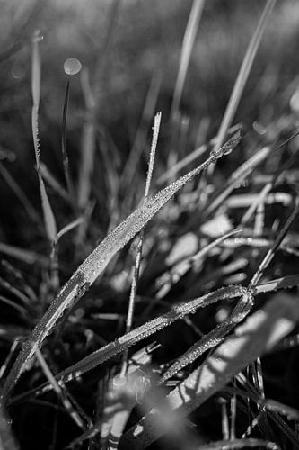 Dew on blade of grass in black and white by Leo Schindzielorz