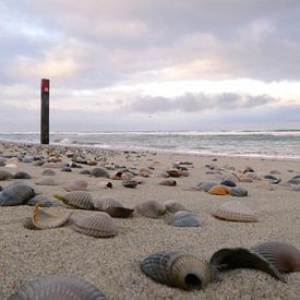 Strand met schelpen van Marcel Petersen