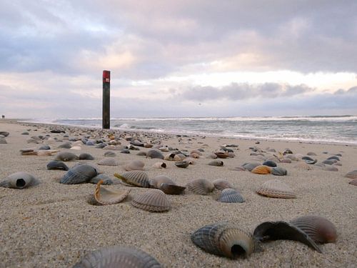 Plage avec coquillages