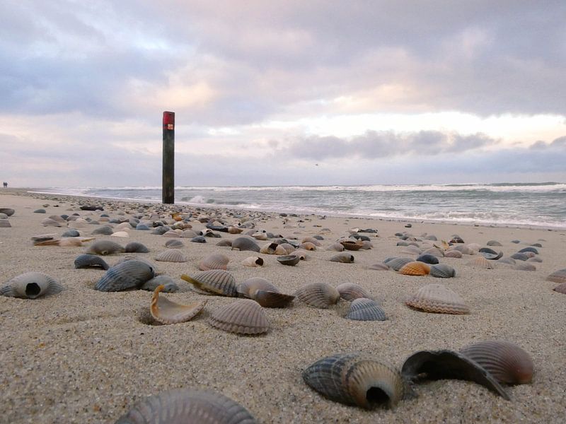 Strand mit Muscheln von Marcel Petersen