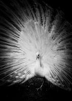 Paon blanc