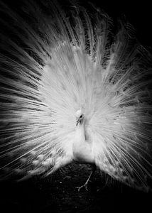 Witte pauw