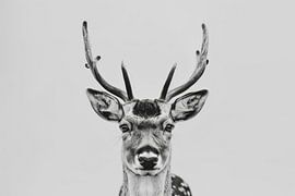 Herten van Poster Art Shop