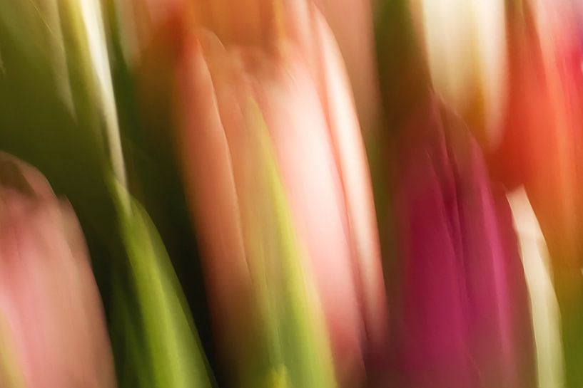 Tulpen 2 par Rob Jansen