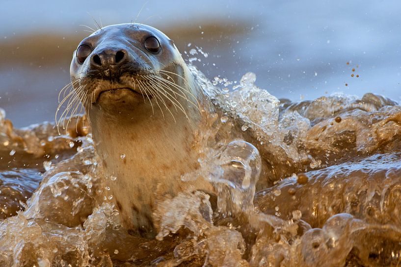 Grey seal breaks through the surf by Jeroen Stel