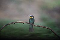 Patience sous la pluie
