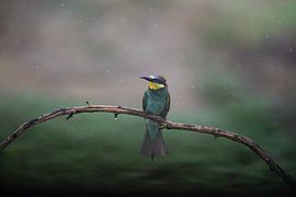 Geduld im Regen von Olaf Karwisch