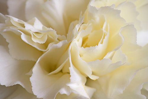 White carnation