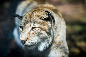 Lynx by Photography by Karim