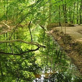 Watercourse forest (Waterloopbos) by Walter Frisart