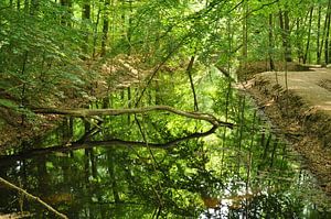 Waterloopbos van Walter Frisart