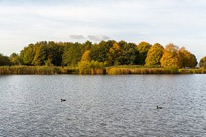 Pool with riverside, trees and ducks von Jaap Mulder
