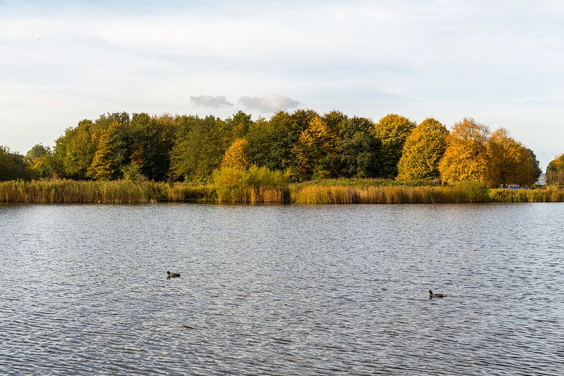 Waterpartij met oever, bomen en eenden par Jaap Mulder