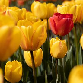 DIversiteit in de tulpenvelden van Marco Leeggangers