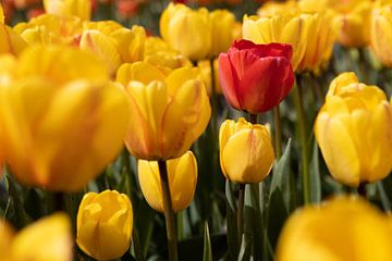 DIversity in the tulip fields by Marco Leeggangers