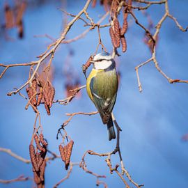 Blue Tit