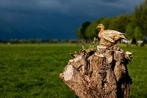 Wildente in einem Baum
