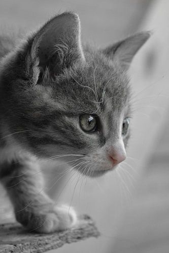 Kitten is watching you