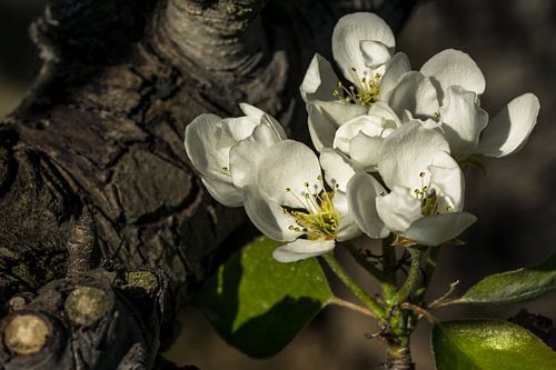 Perenbloesem