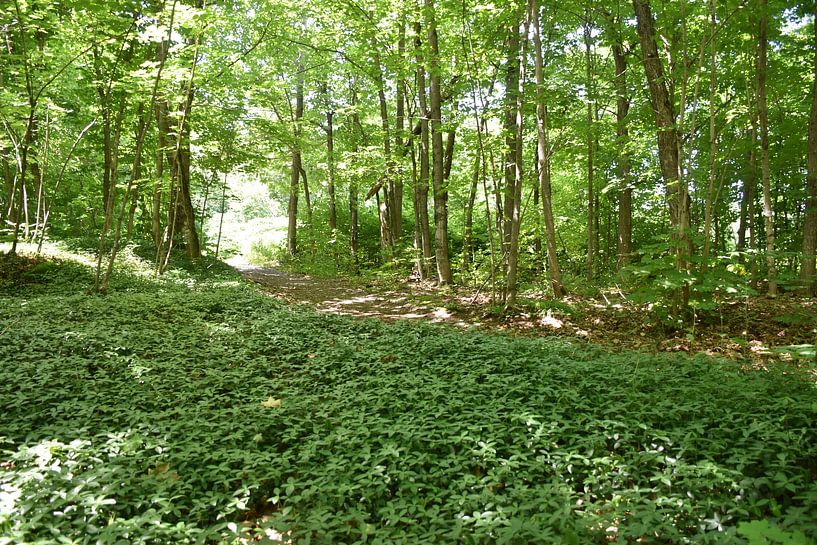 A deciduous forest in summer by Claude Laprise