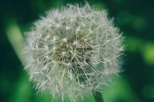 Pluizenbol