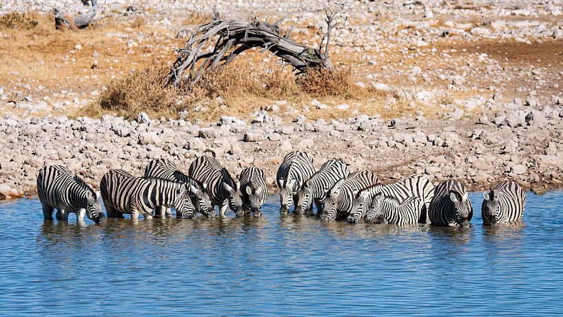 Zebras am Wasserloch in Namibia von Roland Brack