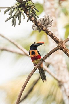 Tropische Pracht - Toekan in Costa Rica van Femke Ketelaar