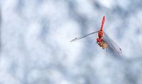 Ruddy Darter ( Sympetrum Sanguineum )