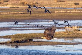 European sea eagle causes panic!