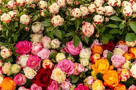 Rose Dream by Carsten Lenz Photography