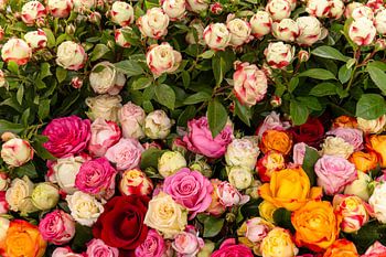 Rose Dream