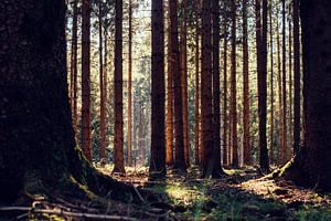 Forêt d'automne