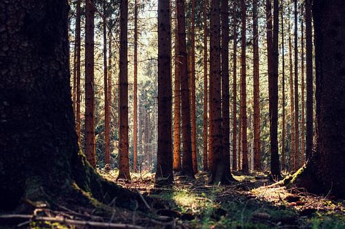 Forêt d'automne