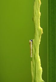 Lisse leaf wasp by Frank Smedts