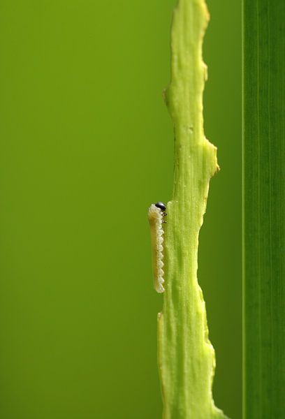 Lisse leaf wasp by Frank Smedts