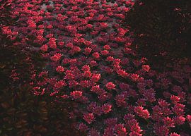 Waterlelies in de schaduw