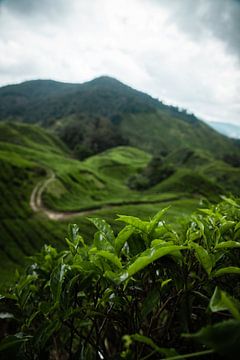 Plantation de thé Malaisie sur Alexander Wasem