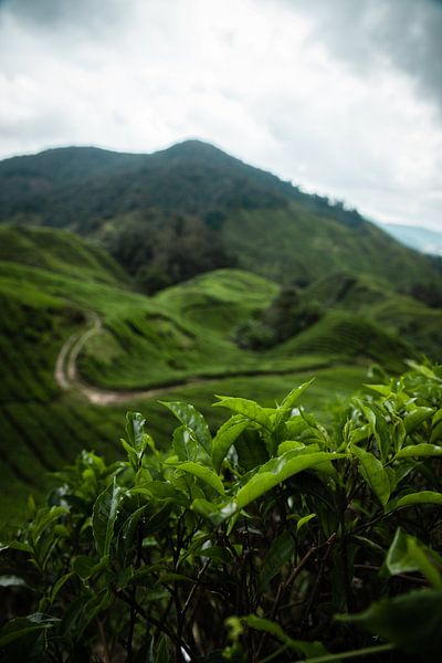 Tea plantation Malaysia by Alexander Wasem