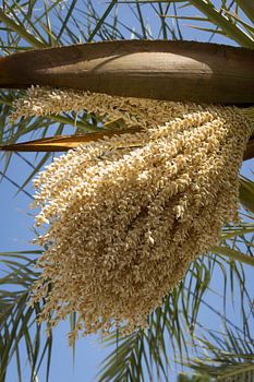 Bloeiende dadelpalm en blauwe lucht