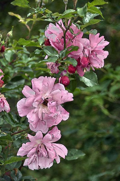 roze rozen van Edgar Schermaul