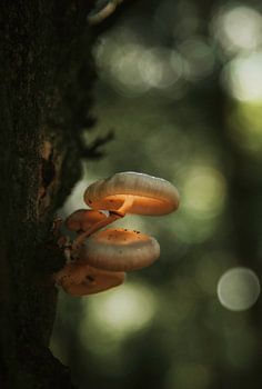 Glowing mushroom
