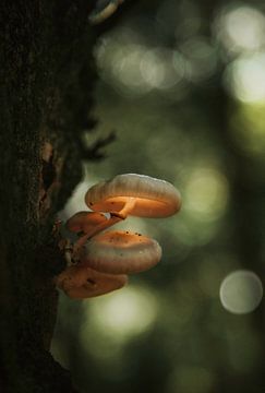 Glowing mushroom van Thomas Kuipers