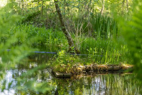 Waterloop Forest