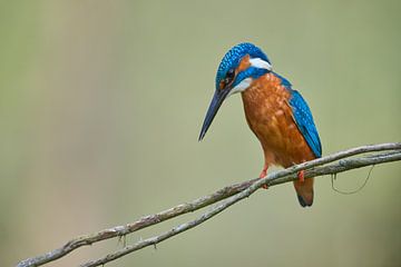 IJsvogel in concentratie by Kingfisher.photo - Corné van Oosterhout