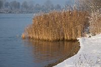 Rietkraag in sneeuw landschap