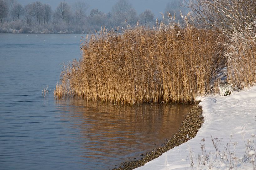 Rietkraag in sneeuw landschap by Elise Daanen