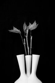 Innerhalb der Natur von Mario Creanza