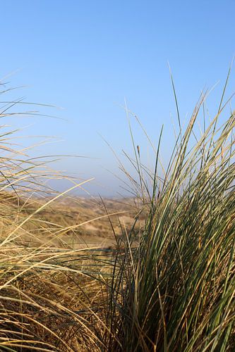 Dunes aux Pays-Bas